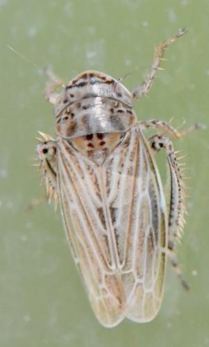 Euscelidius sp.
